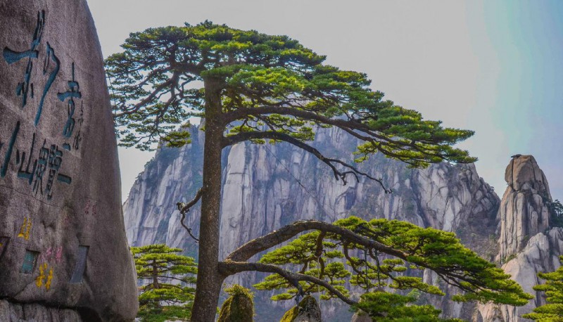 中国最古老的10颗大树:最后一棵见证了华夏之路！