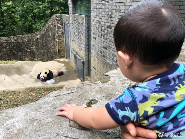 张歆艺儿子沉迷看熊猫 不肯回家被妈妈吐槽