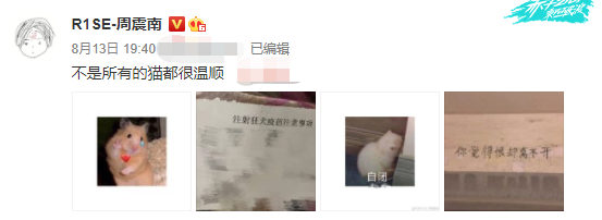 周震南被猫抓伤：不是所有的猫都很温顺